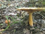 Lactarius volemus image