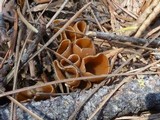 Geopyxis carbonaria image