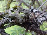 Hypogymnia tubulosa image