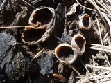 Peziza violacea image