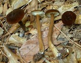 Lactarius lignyotus var. lignyotus image