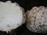 Calbovista subsculpta image
