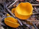 Caloscypha fulgens image