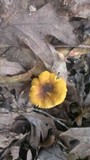 Cantharellus appalachiensis image