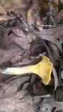 Cantharellus appalachiensis image