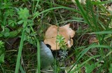 Clitocybe squamulosa image