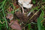 Clitocybe squamulosa image