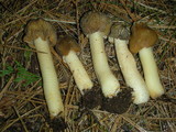 Verpa conica image
