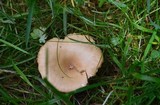 Clitocybe squamulosa image
