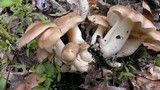 Lyophyllum decastes image