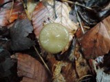 Hymenopellis megalospora image