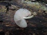 Pluteus longistriatus image