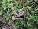 Helvella macropus image
