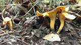 Cantharellus lateritius image