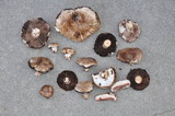 Agaricus agrinferus image