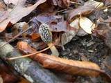Morchella diminutiva image