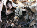 Morchella diminutiva image