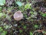 Helvella cupuliformis image