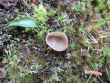 Helvella cupuliformis image