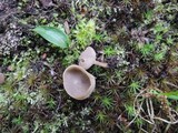 Helvella cupuliformis image