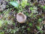 Helvella cupuliformis image