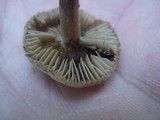 Inocybe lacera image