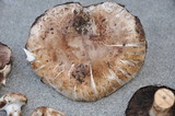 Agaricus agrinferus image