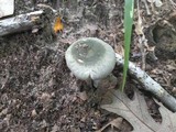 Russula parvovirescens image
