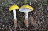 Amanita flavorubescens image