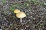 Amanita flavorubescens image