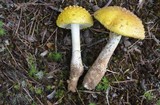 Amanita flavorubescens image