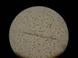 Amanita flavorubescens image