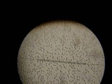 Amanita flavorubescens image