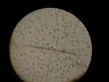 Amanita flavorubescens image