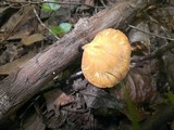 Polyporus leptocephalus image