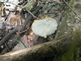 Polyporus leptocephalus image