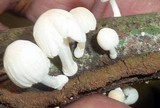 Marasmiellus volvatus image