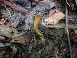 Microglossum olivaceum image