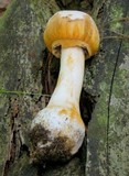 Amanita roseitincta image