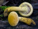 Gymnopilus luteus image