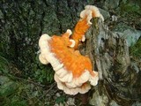 Laetiporus cincinnatus image