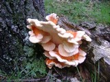 Laetiporus cincinnatus image
