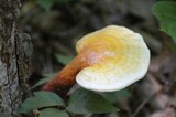 Ganoderma curtisii image
