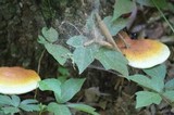 Ganoderma curtisii image