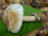 Amanita peckiana image