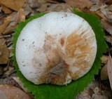 Amanita peckiana image