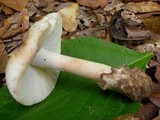 Amanita peckiana image