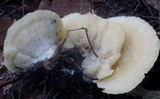 Climacocystis borealis image