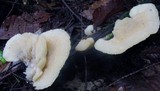 Climacocystis borealis image