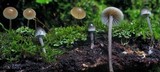 Mycena subcaerulea image